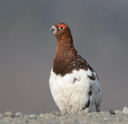 Willow Ptarmigan 6cs