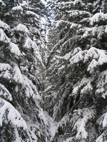 Mt. Spokane Snowshoeing