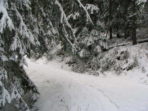 Mt. Spokane Snowshoeing