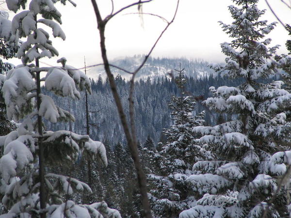 Mt. Spokane Snowshoeing