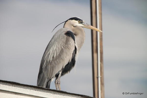 Winter 2010 346 Newport Beach Pier. Blue Heron