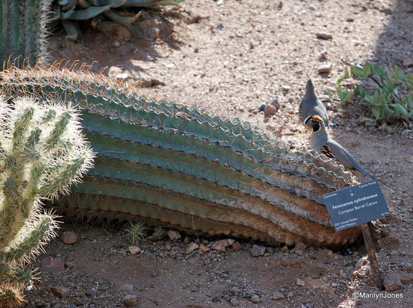 Desert Botanical Garden