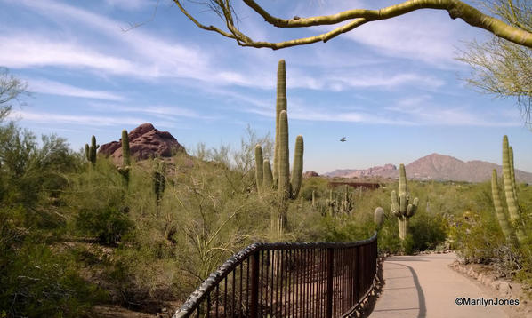 Desert Botanical Garden