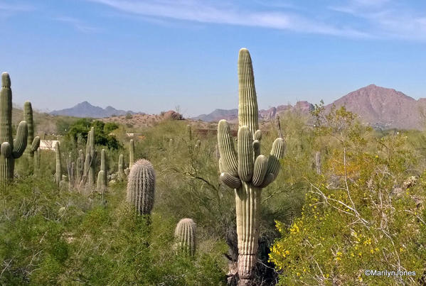 Desert Botanical Garden