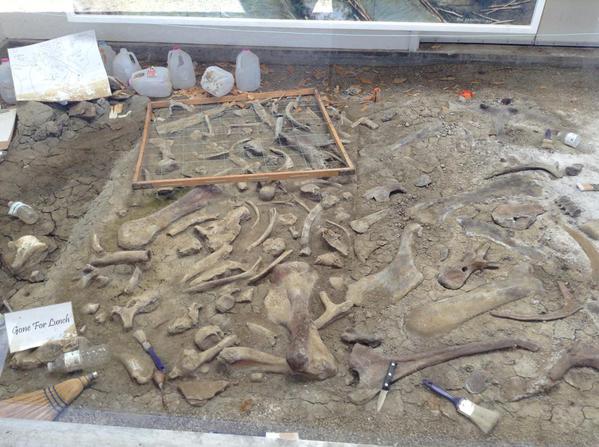 Fossil dig, Dinosaur Provincial Park, Alberta