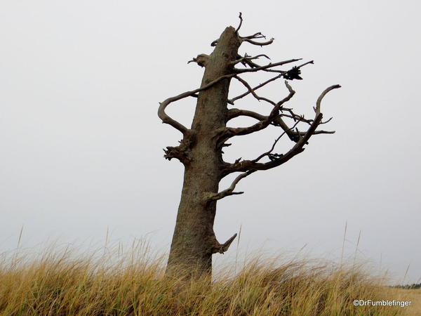 Lewis and Clark Tree, Long Beach