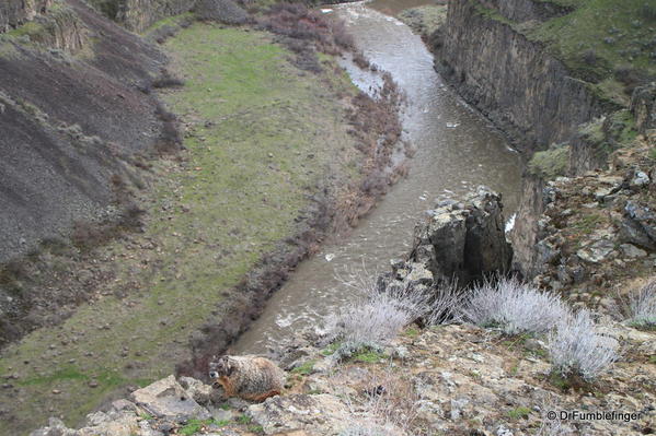 Yellow Belly Marmot -- Palouse Falls State Park