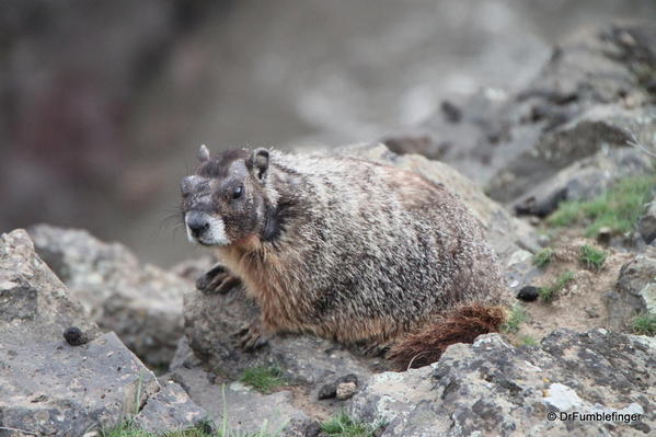 Yellow-bellied Marmot -- Palouse Falls State Park