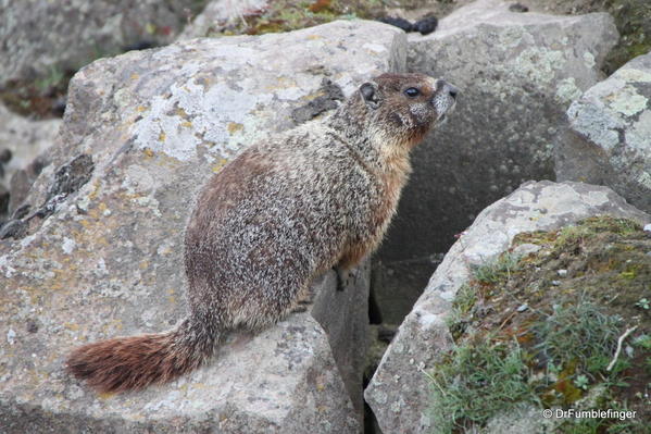 Yellow-bellied Marmot -- Palouse Falls