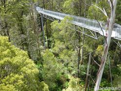 rainforest walk 2