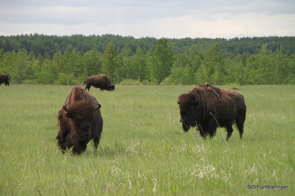 00 Bison Herd, Rocky Mountain House NHS