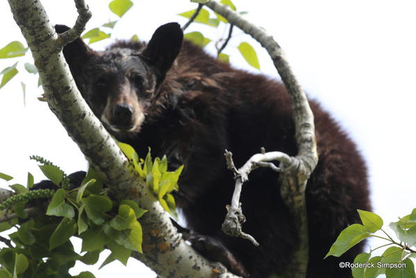 Black bear, Waterton Village