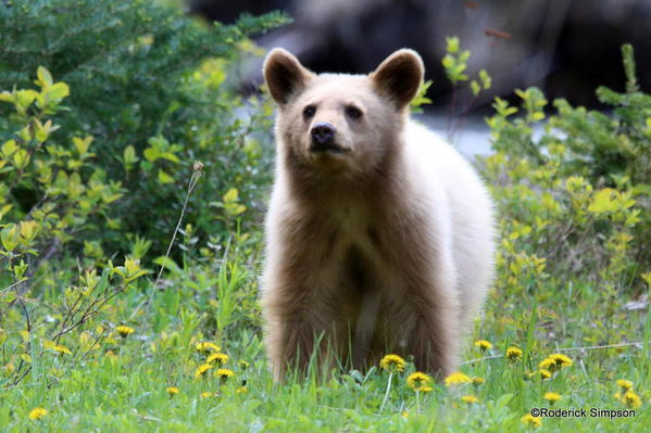 Bear cub, Waterton National Park