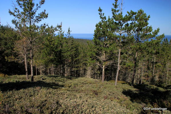 Seventeen Mile Drive, Pacific Grove. Huckleberry Hill