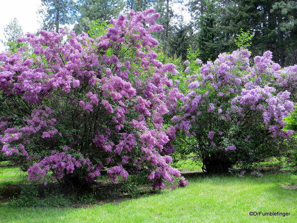 Spokane Lilac Garden, Manito Park