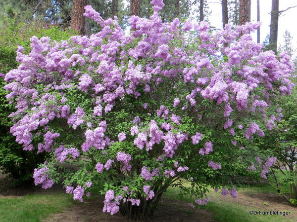 Spokane Lilac Garden, Manito Park