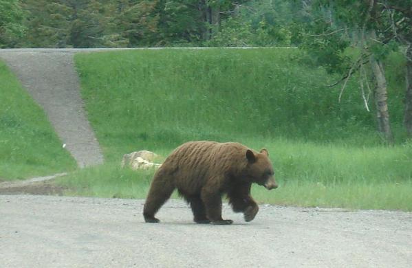 Brown Bear, Waterton Lakes