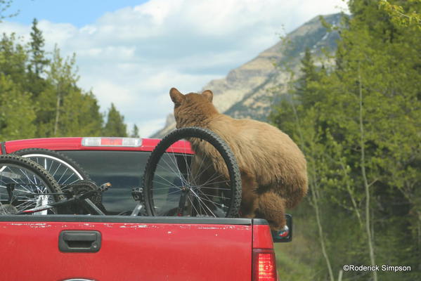 Bear hitchhiker, Waterton National Park