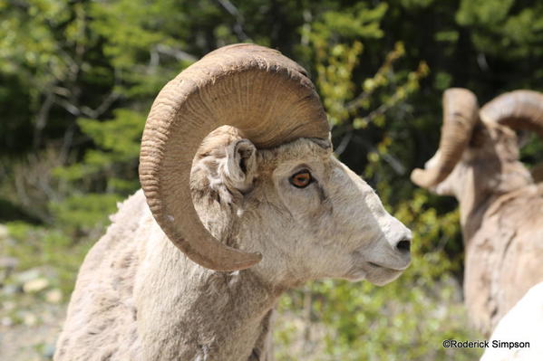 Bighorn sheep, Waterton - provincial mammal of Alberta