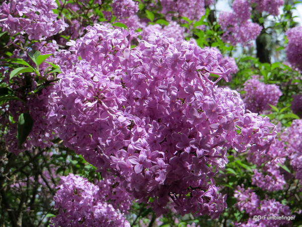 Spokane Lilac Garden, Manito Park