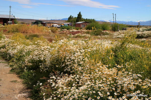 Wildflowers in El Calafate