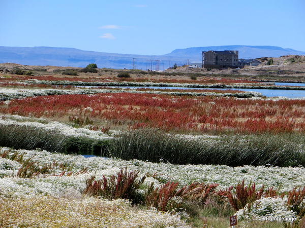 El Calafate, Argentina. Laguna Nimez Nature Preserve