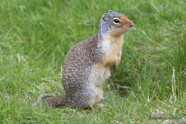 Richardson ground squirrel (gopher), near Prince of Wales Hotel