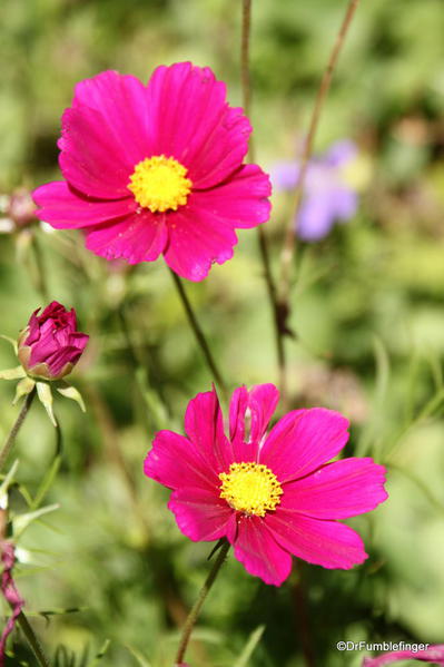 Mountain Perennial Garden, Betty Ford Alpine Garden, Vail