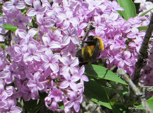 Spokane Lilac Garden, Manito Park