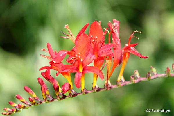 Mountain Perennial Garden, Betty Ford Alpine Garden, Vail