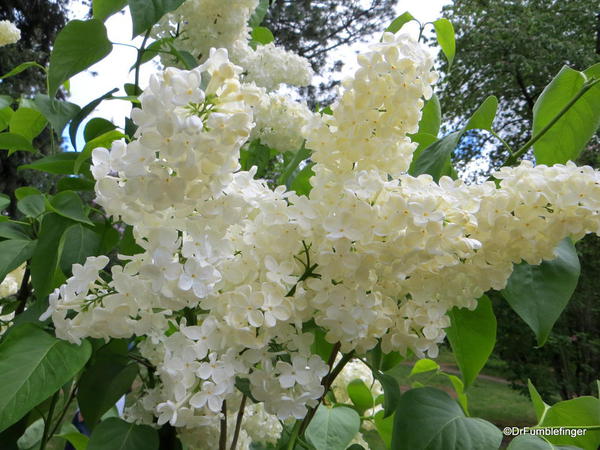 Spokane Lilac Garden, Manito Park