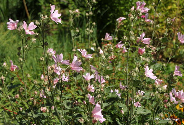 Mountain Perennial Garden, Betty Ford Alpine Garden, Vail