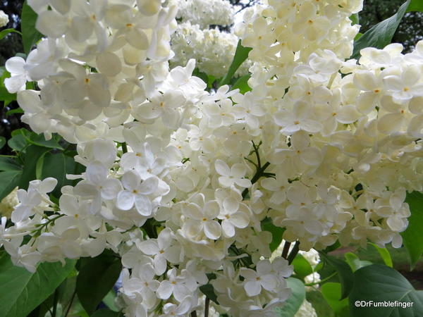 Spokane Lilac Garden, Manito Park