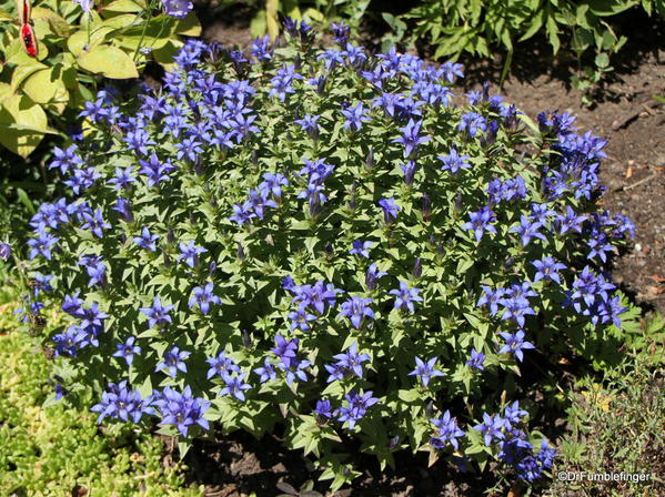 Mountain Perennial Garden, Betty Ford Alpine Garden, Vail