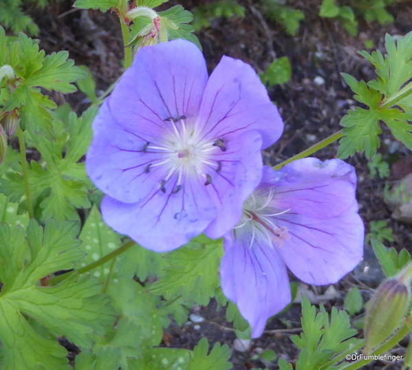 01 Betty Ford Alpine Garden