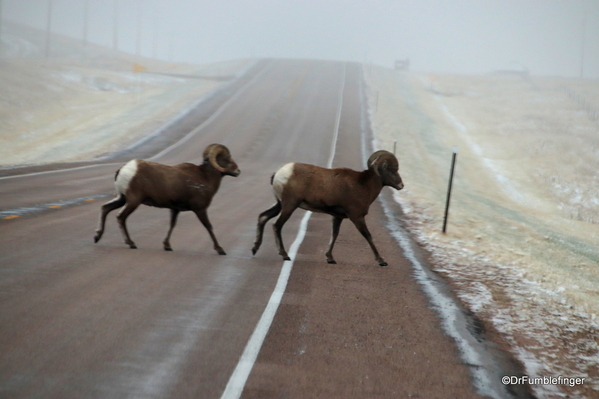 01 Bighorn Sheep SD Badlands