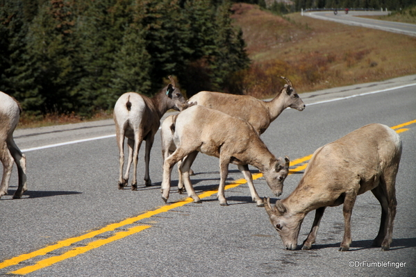 01 Bighorn Sheep, Highwood Pass