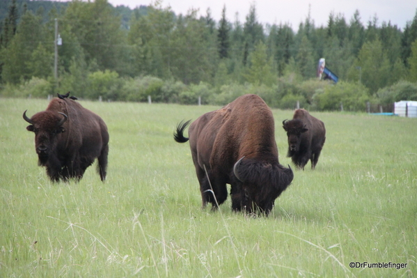 01 Bison Herd, Rocky Mountain House NHS