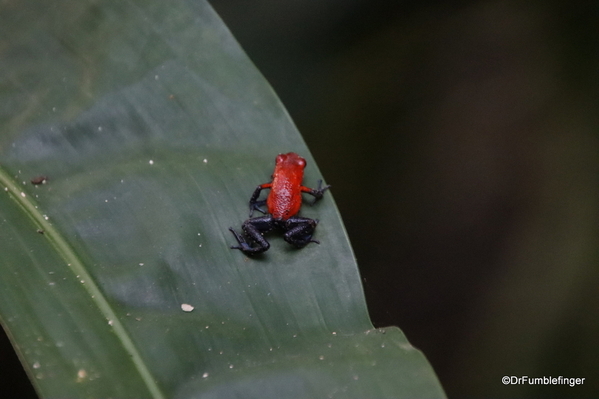 01 Blue Jeans Poison Dart Frog, Bogarin Trail