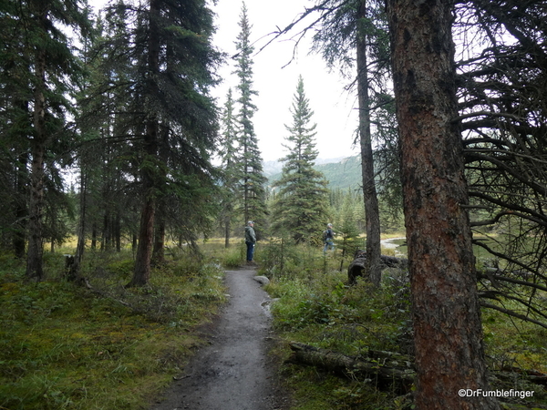 01 Denali Horseshoe Lake Hike