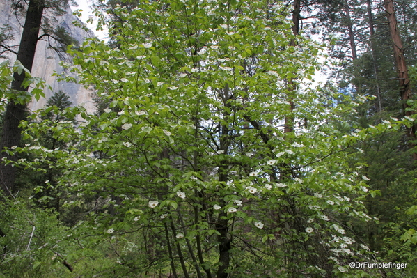 01 Dogwood Yosemite