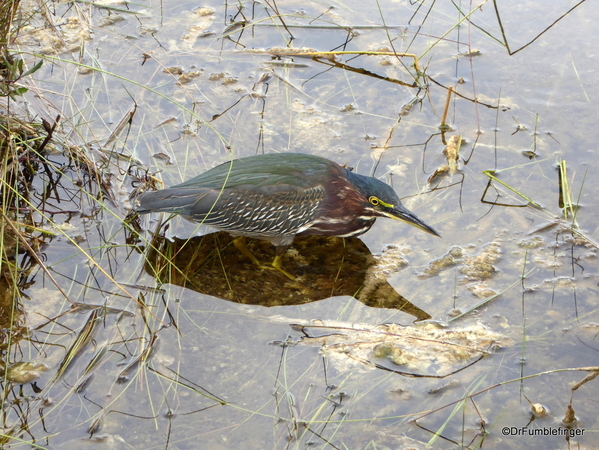 01 Green Heron, Everglades