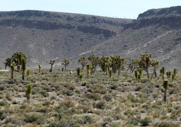 01 Joshua trees