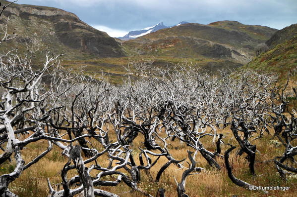 01 Paines Massif, Torres Del Paine (77)