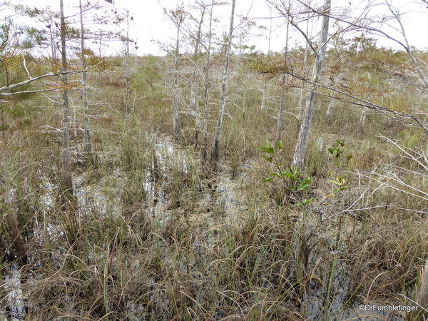 01 Pinelands Trail, Everglades