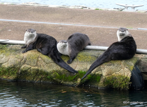 01 River Otters