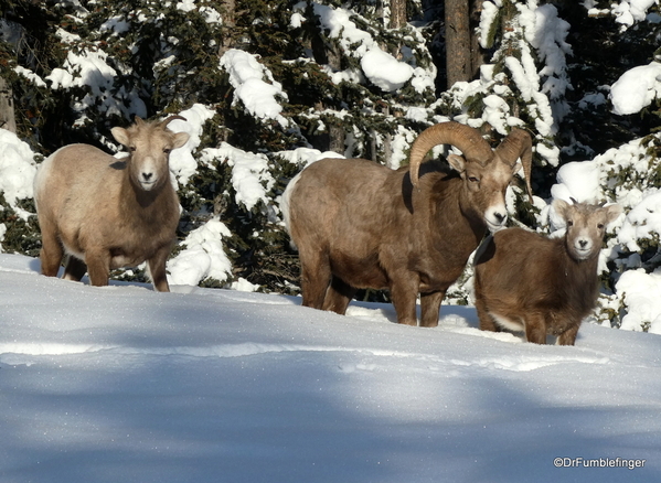 01 Rocky Mountain Bighorns