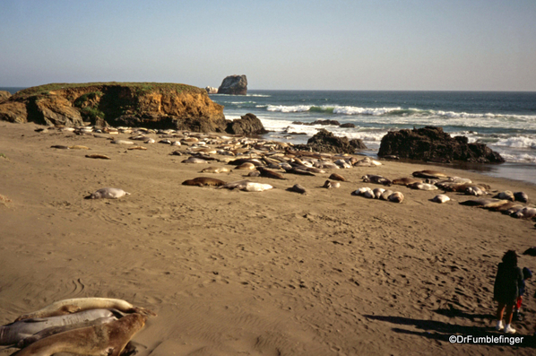 01 San Simeon Elephant Seal colony