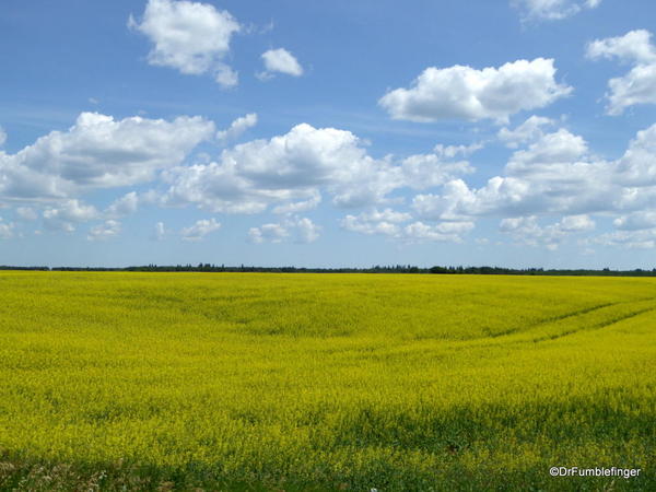 01 Trip to Calgary. Canola field, Manitoba (1)