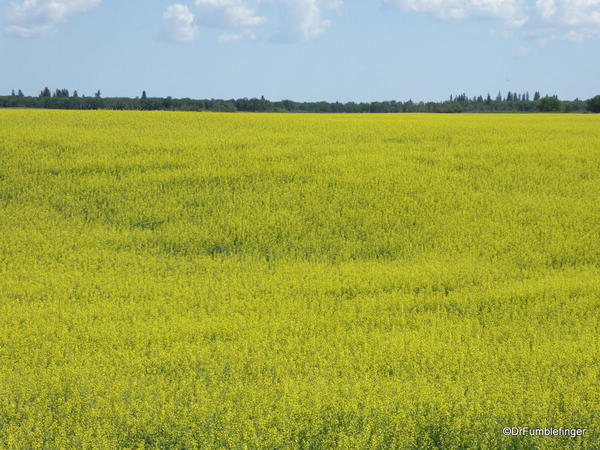 01 Trip to Calgary. Canola field, Manitoba (4)